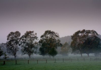 walk in the morning dew