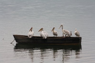 Kroeskoppelikanen (Dalmatian Pelicans)