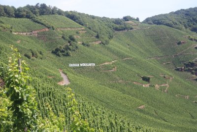 Famous vineyard of Mosel area (rziger Wrzgarten)