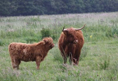 Schotse Hooglander (Highland Cattle)