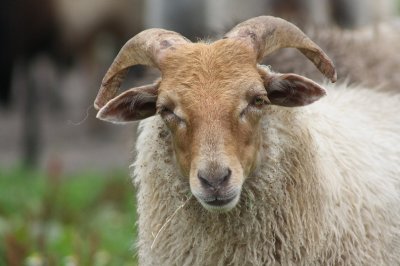 Drents Heideschaap (Drents Heather Sheep)