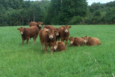 Limousin koeien (Limousin Cattle)