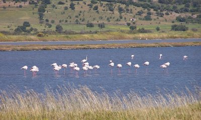 Greater Flamingo's in Kalloni Saltpans