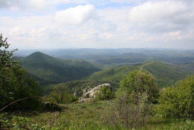 Forest near Lefkimi (Evros Region)