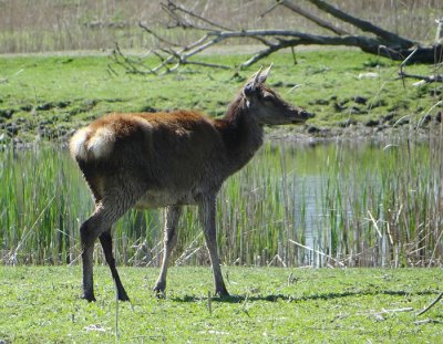 Edelhert (Red Deer)
