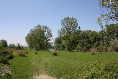 Riverine forest in Evros Delta