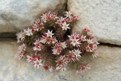 Vetkruid spec. (Sedum hispanicum)