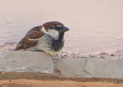Italiaanse Mus (Italian Sparrow)