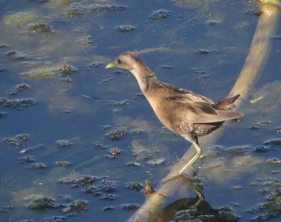 Klein Waterhoen (Little Crake)