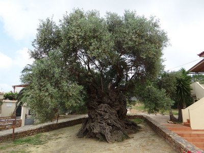 World's Oldest Olive Tree 