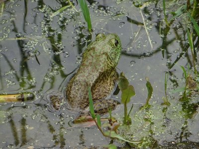 Amerikaanse Brulkikker (American Bullfrog)