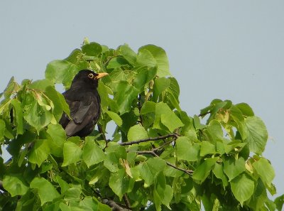 Merel (Common Blackbird)