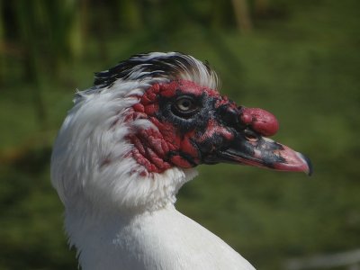 Muskuseend (Muscovy Duck)