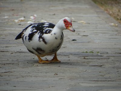 Muskuseend (Muscovy Duck)