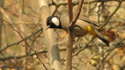 White-eared Bulbul.jpg