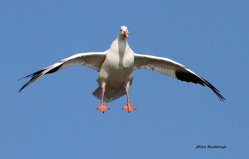 Paratrooper Greater Snow Goose Showing Off His Size 12 Tootsies