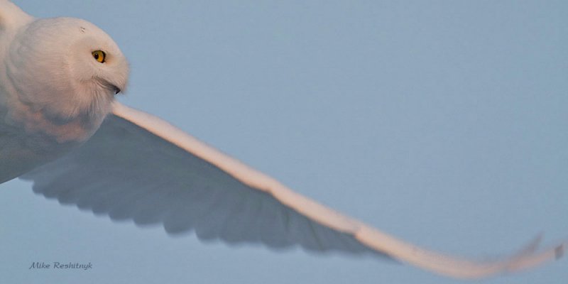 Snowy Owl - Sneak-Peek On The Fly