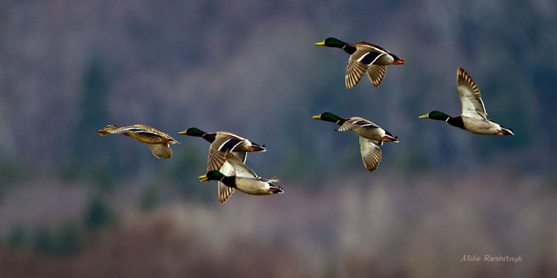 Chasing That Female - Mallard Ducks