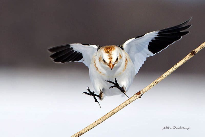 I'm Going To Make It!   Snow Bunting