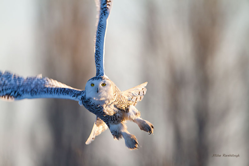 Snowy Owl - Flight Of The Phantom