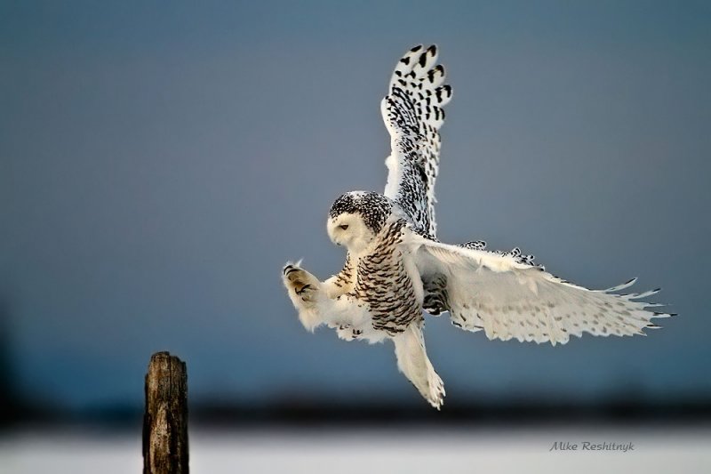 On Target At Dusk - Snowy Owl