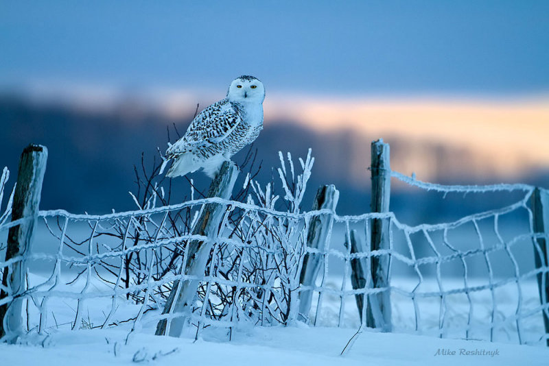 My Cold Domaine - Snowy Owl