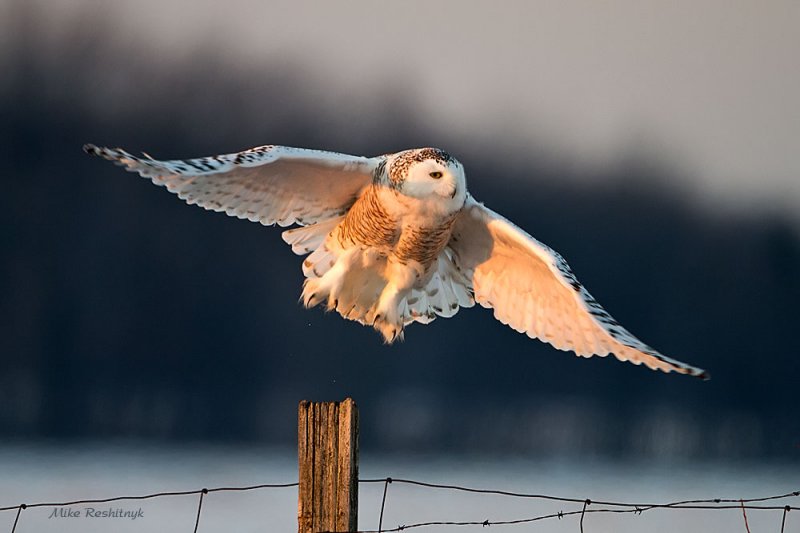 Farewell For This Season - Snowy Owl