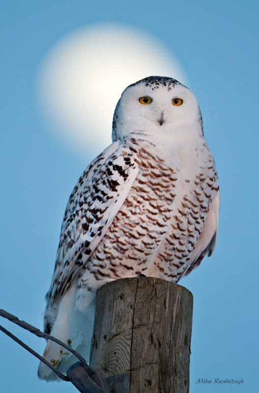 A Saintly Snowy Owl - Eve Of Full Moon