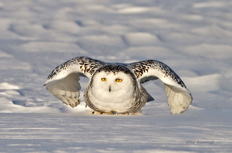 How Low Can You Go?   Springboard Snowy Owl
