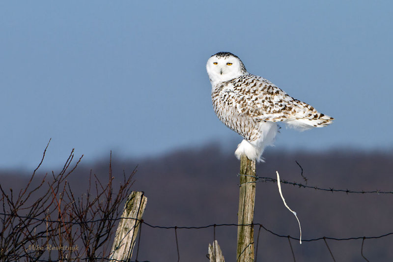 A Parting Gift - Snowy Owl