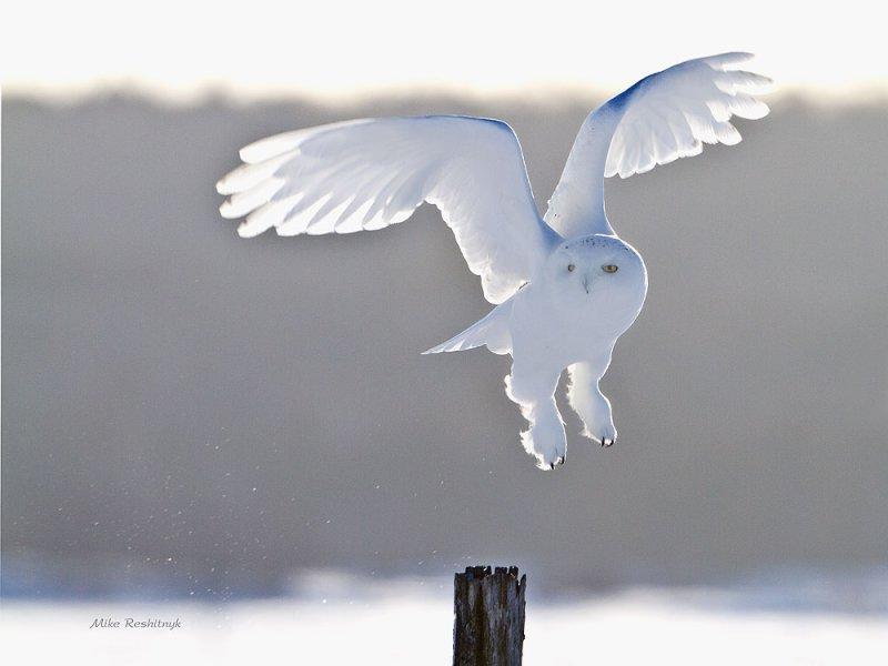 Snowy Owl - A Backlit Male On The Go