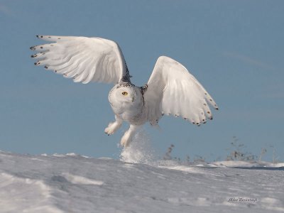 Spring-Loaded Snowy Owl