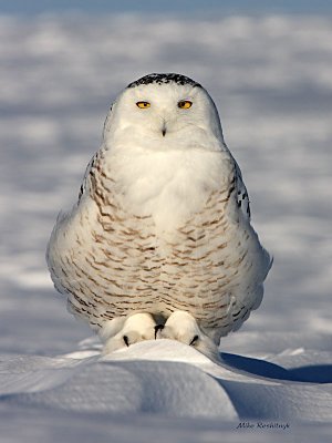King Of The Hill - Snowy Owl
