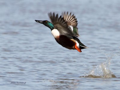 Northern Shovler Shoves Off