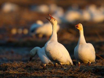 Wake Up, It's Morning! Greater Snow Geese