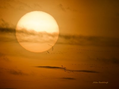 Rising Sun With Snow Geese - Cap Tourmente