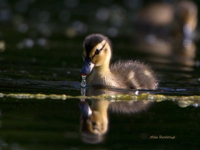 A Drop In The Water - Mallard Duckling