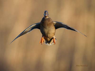 Early Morning Golden Girl - Mallard Duck