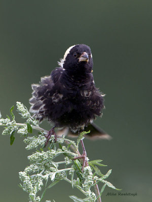 Shake It Up Baby! Male Bobolink