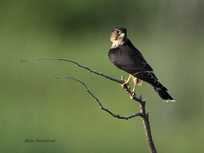 Merlin Falcon On The Hunt