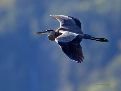 They Don't Call Me The Great Blue Heron For Nothing!