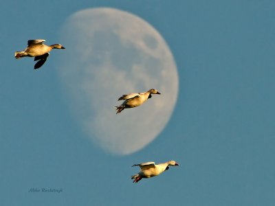 Greater Snow Geese Mooning The Moon