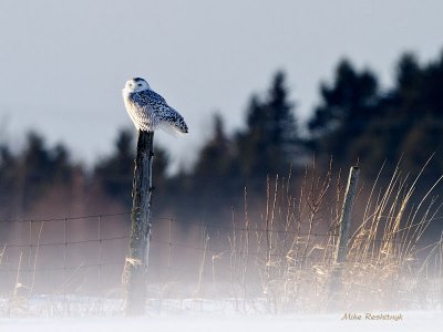 Windy Sunset - Snowy Owl