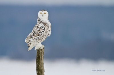 Pumped Up With Pride - Juvenile Snowy Owl