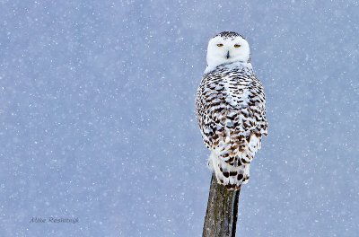 What's All This White Stuff? Young Snowy Owl