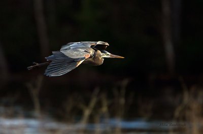 Visitor At The Crack Of Dawn