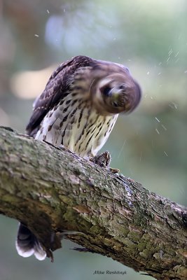 The Exorcist Linda Blair Head Spin - Cooper's Hawk Version