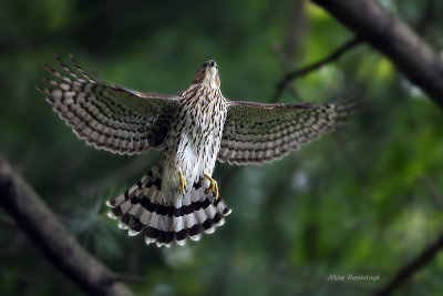 Cooper's Hawk On The Move