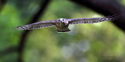 Cooper's Hawk - Get Out Of My Way