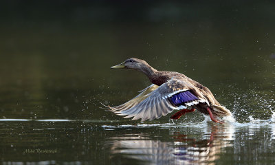 Road Runner, Duck-Style